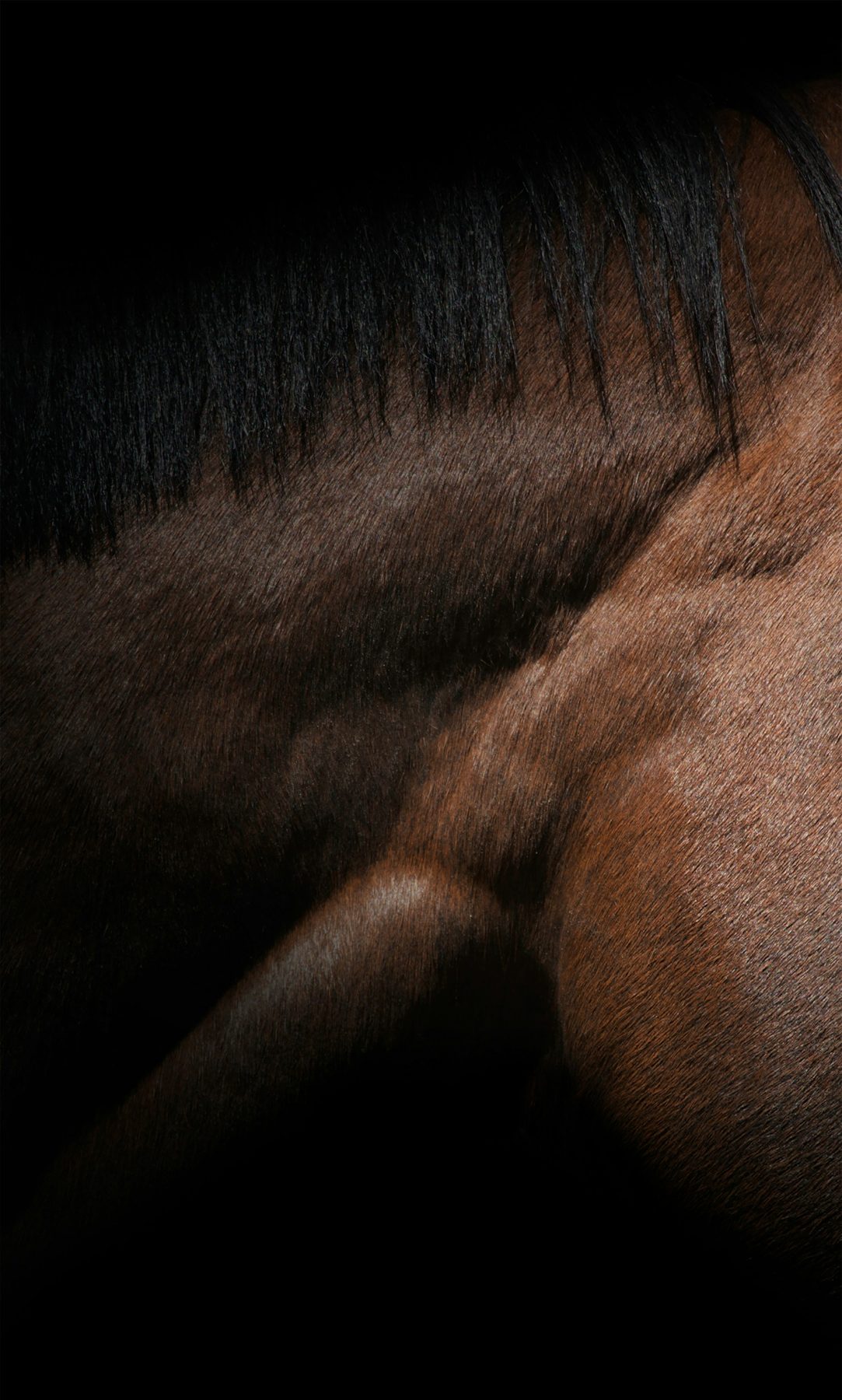 Nahaufnahme von Pferdemähne und Fell