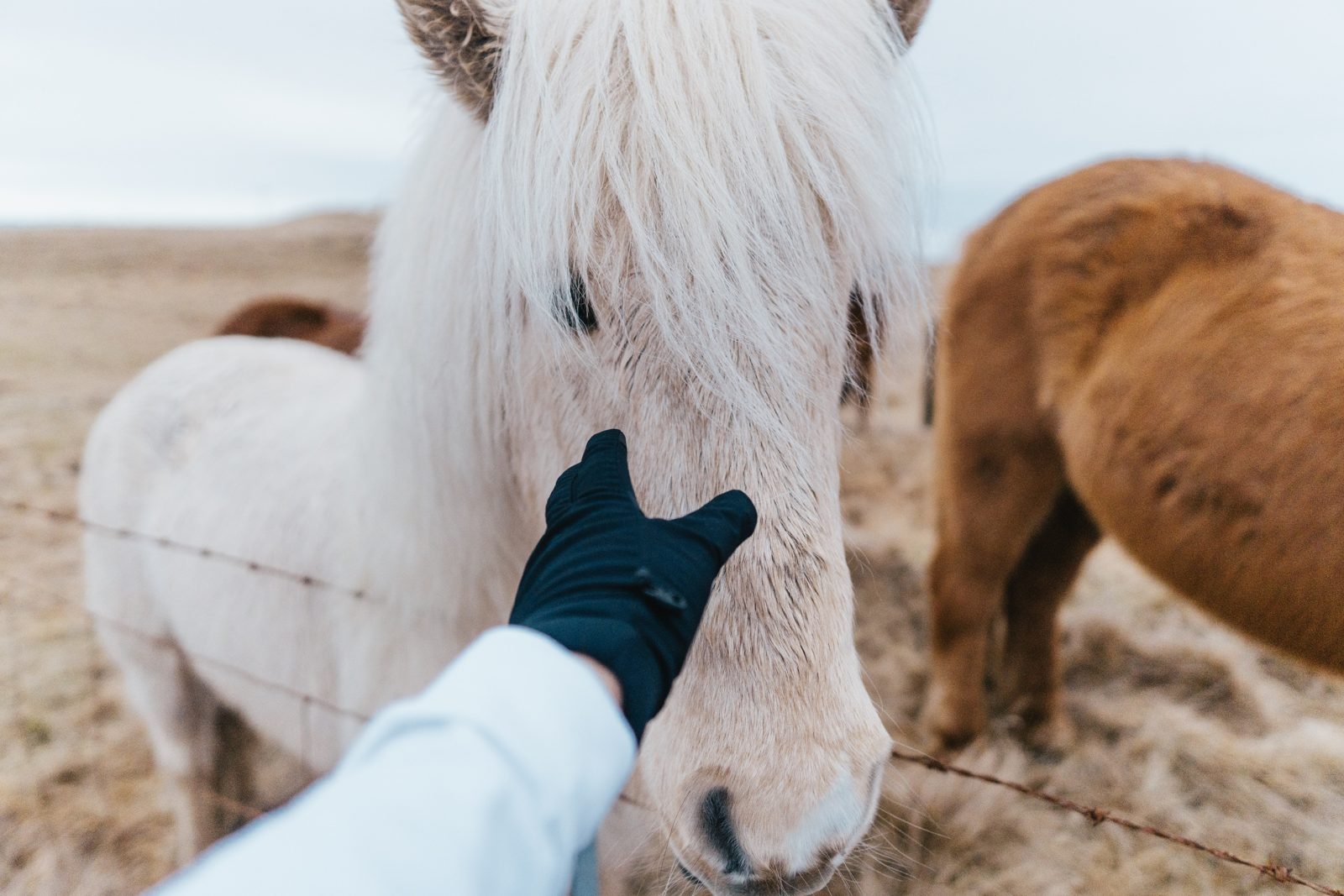 Eine Hand mit blauem Handschuh streichelt ein helles Pony