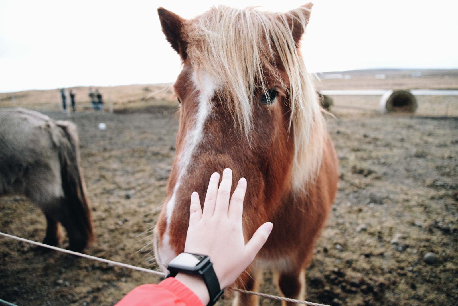 Eine Hand streichelt das Fell eines Pferdes am Kopf