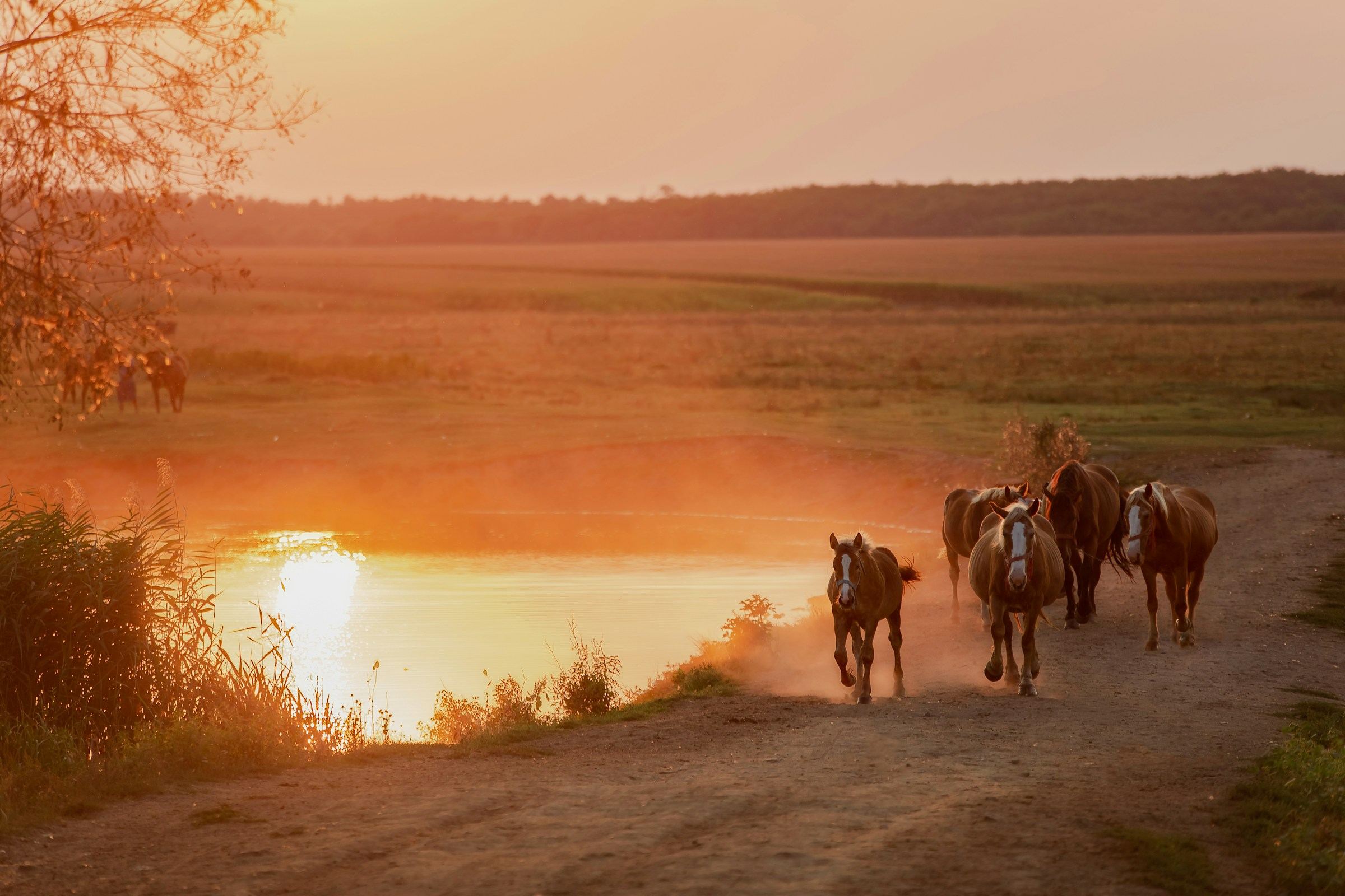 Eine kleine Pferdeherde läuft bei Sonnenuntergang einen staubigen Weg entlang am Wasser
