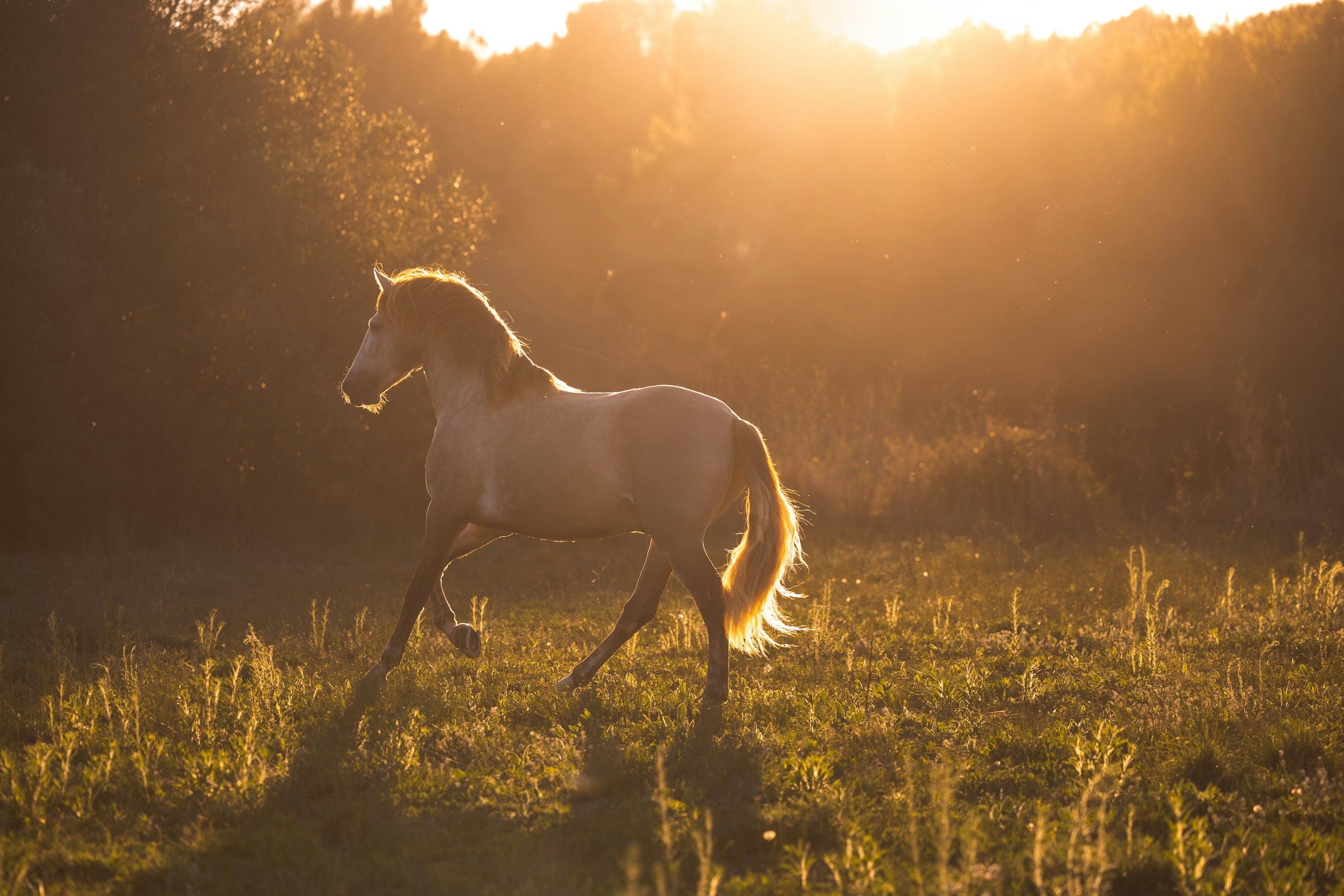 Ein helles Pferd trabt im Gegenlicht der Abendsonne über eine Wiese