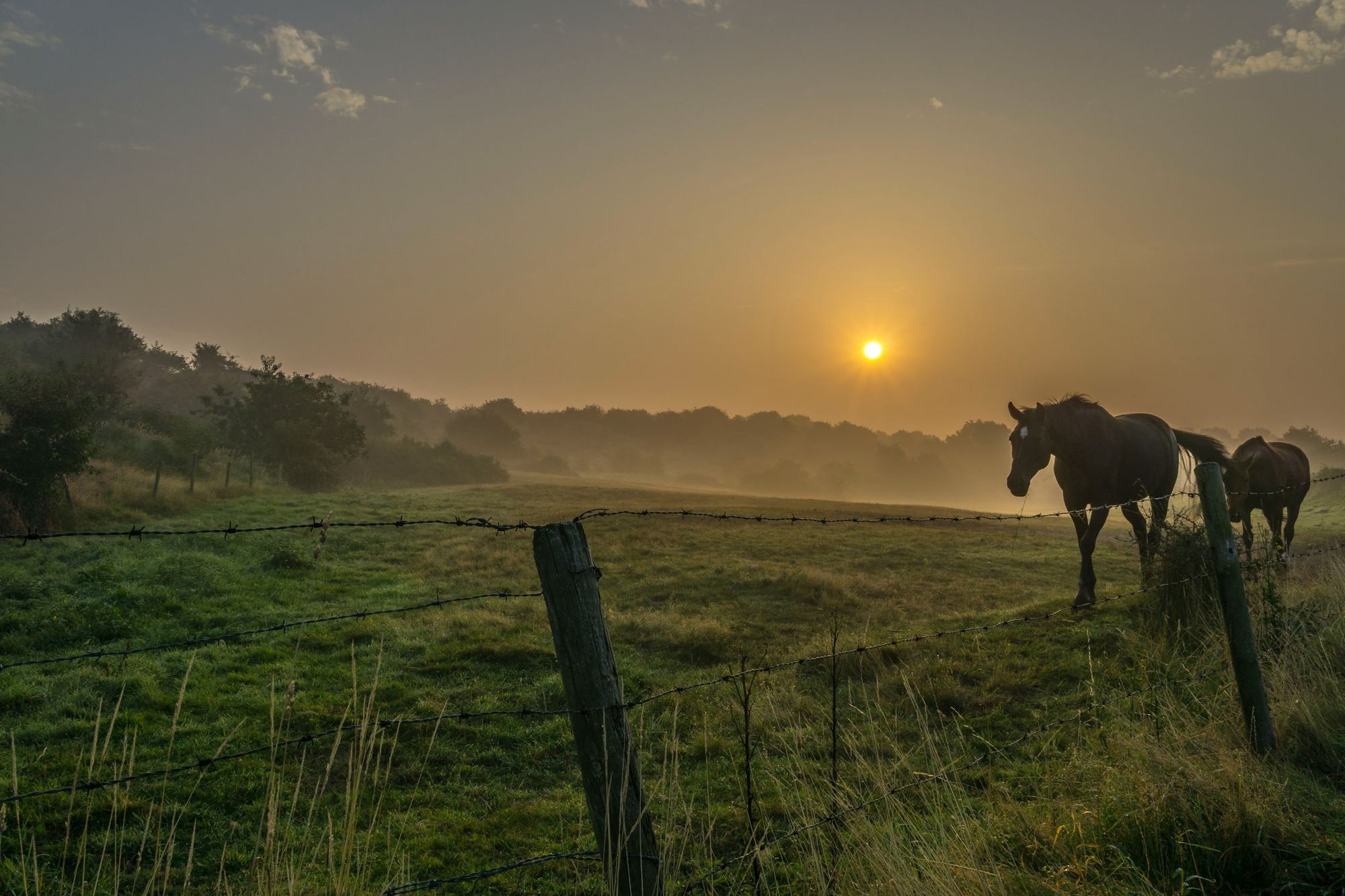 Zwei Pferde stehen im Morgenlicht an einem Weidezaun